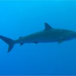 An image of the Silky Shark. The photo was taken on 21 October 2006 at Small Brother Reef in Egypt in the Red Sea. Photo: Johan Lantz, Malmö SWEDEN, 2006